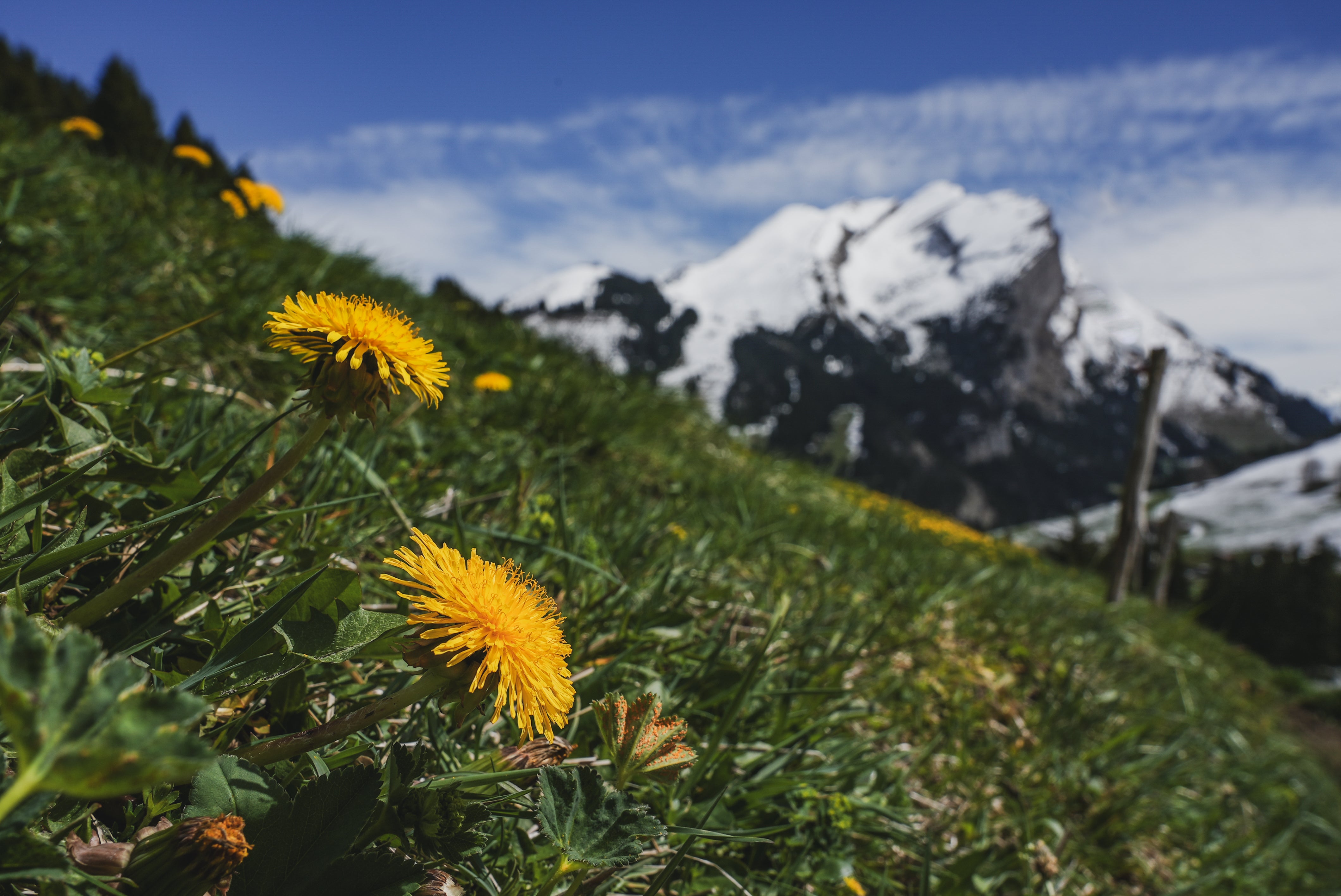 Vibrant yellow dandelions in the foreground on a grassy hillside, with a majestic snow-capped mountain under a clear blue sky in the background. Trail Runners.